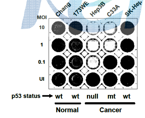 Ad-△ElB19/55 아데노바이러스의 p53 status 의존적인 암세포 살상 확인을 위한 CPE assay와 Ad-△ElB19/55 아데노바이러스의 우수한 생체내 항종양 효과 검증