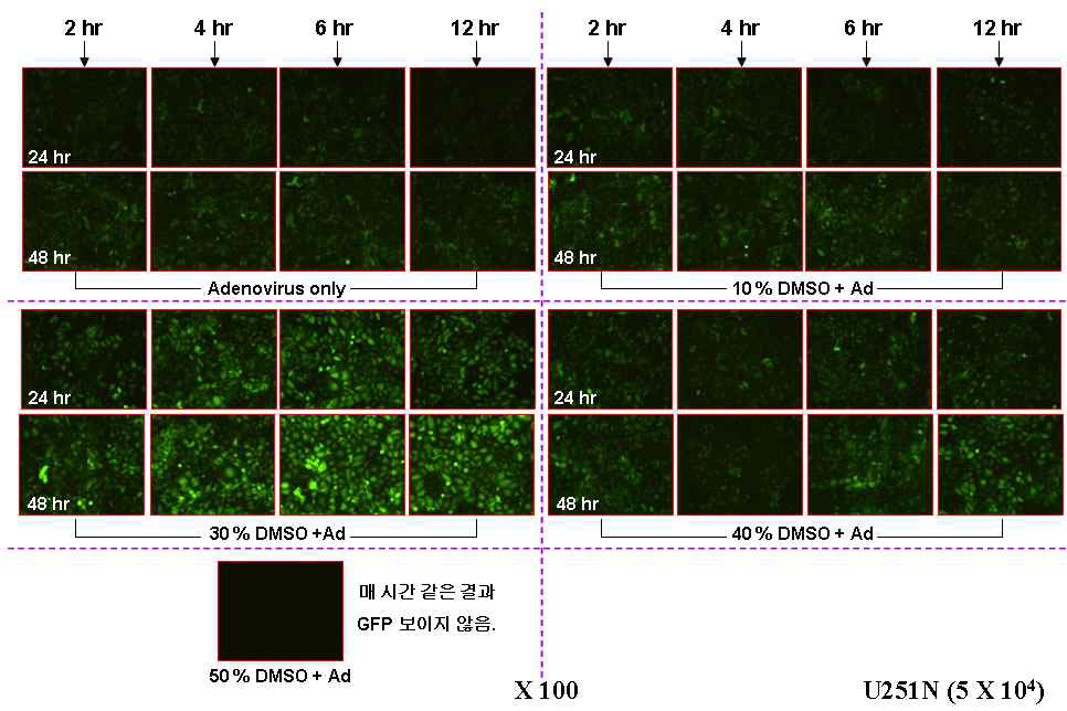 유기용매(DMSO)에 의한 아데노바이러스 활성도 변화 검증