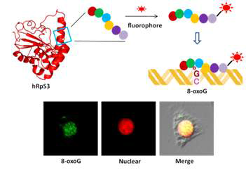 hRpS3를 이용한 8-oxoG 형광 프로브 설계 및 H₂O₂가 처리된 세포에서의 면역 형광 영상 사진