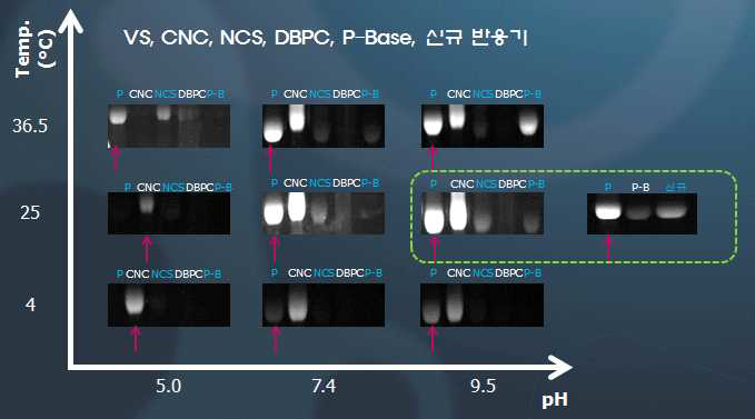 형광 파장 570 nm대의 반응기별 표지 강도 평가 실험