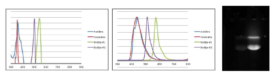 FPB-405, FPG-502, FPR-544의 흡수, 형광 스펙트럼 및 단백질 표지 결과