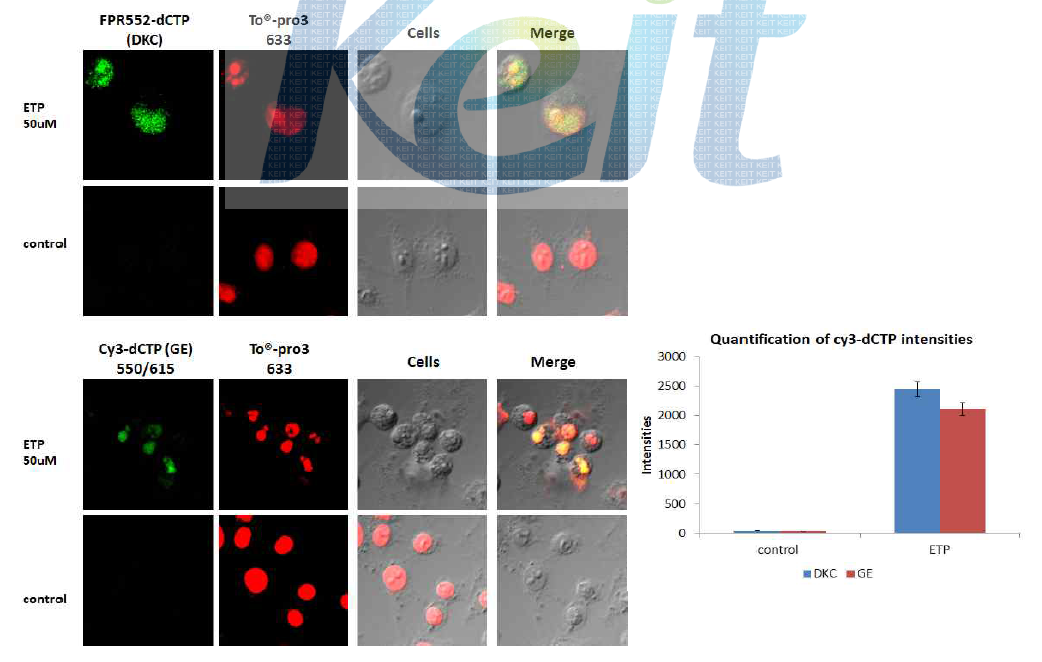 apototic cell에서 FPR-552/cy3-dCTP를 이용한 in situ nick translation assay를 통한 DNA fragmentation 확인