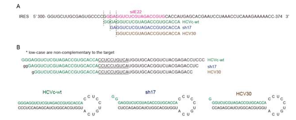 C형 간염바이러스 IRES 타겟팅하는 siIE22와 이전에 보고되어진 서열들