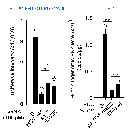 HCV 게놈에 Renilla 루시퍼레이즈 리포터 유전자 가 삽입되어 복제에 따라 루시퍼레이즈 활성이 증가하는 replicon을 사용하여 Somagenics사의 서열들의 항바이러 스 효능을 비교 평가함