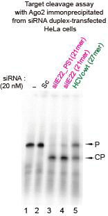 면역 침강법으로 얻어진 Ago2 복합체를 이용하여 Somagenics사의 HCVc-wt siRNA와 PS 수식화 된 siIE22와 수식화 되지 않은 siIE22의 타겟 RNA의 절단능력을 비교 평가하였음