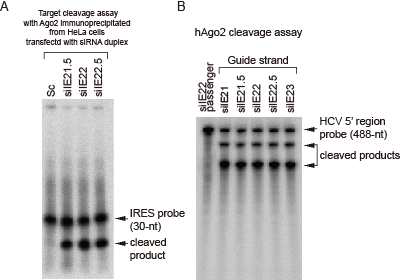 (A) 그림5와 같은 방식으로 면역침강으로 회수한 Ago2 복합체를 사용하여 타겟 절단능을 비교한 결과. (B) siIE22 타 겟으로 부터 각각 5‘(siIE21) 및 3’(siIE23) 방향으로 2개 뉴클 레오타이드씩 guide-strand의 타겟이 이동된 siRNA들을 추가 로 포함하여 Ago2 재조합단백질을 사용한 타겟 절단 시험을 수 행한 결과. RNA 타겟으로는 동위원소로 표식 된 HCV 서열 1-487번을 사용함