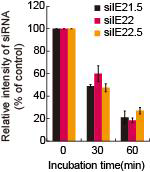 siIE21.5, siIE22, siIE22.5를 45% 혈장과 섞은 후 37℃에서 반응시킴. 30분 및 60분 뒤 잔존하는 siRNA의 guide strand의 량을 Northern blot 분석을 하여 처리 시간 0분에 대한 상대치로 표시함.