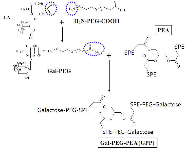 Gal-PEG-PEA (GPP) 합성 도식