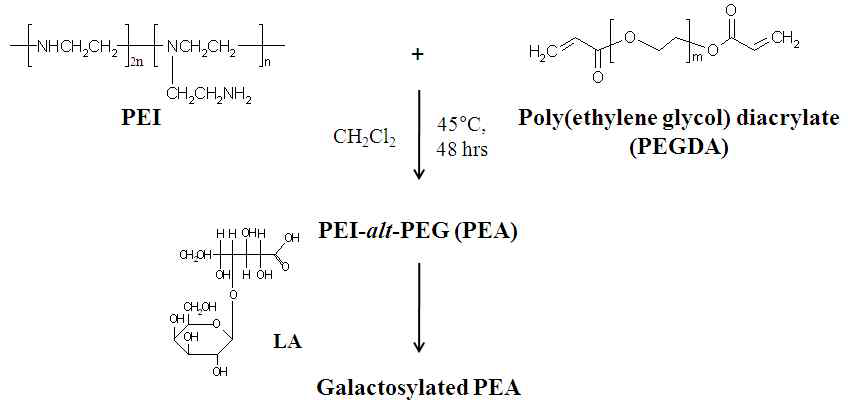 Gal-PEA (GP) 합성 도식