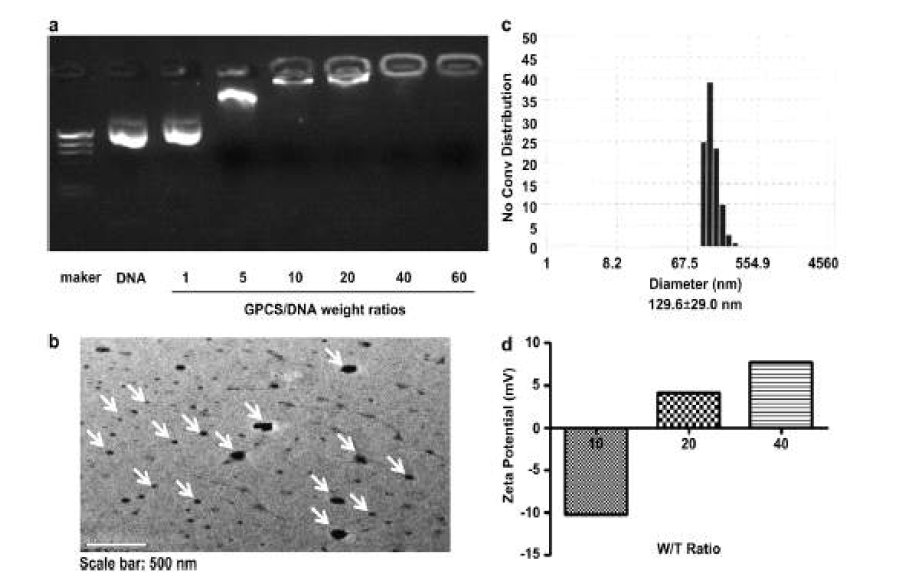 GPCS/pDNA 중합체의 물리화학적 특성조사 (a) 전기 영동, (b) 전자현미경, (c) DLS, (d) Zeta potential