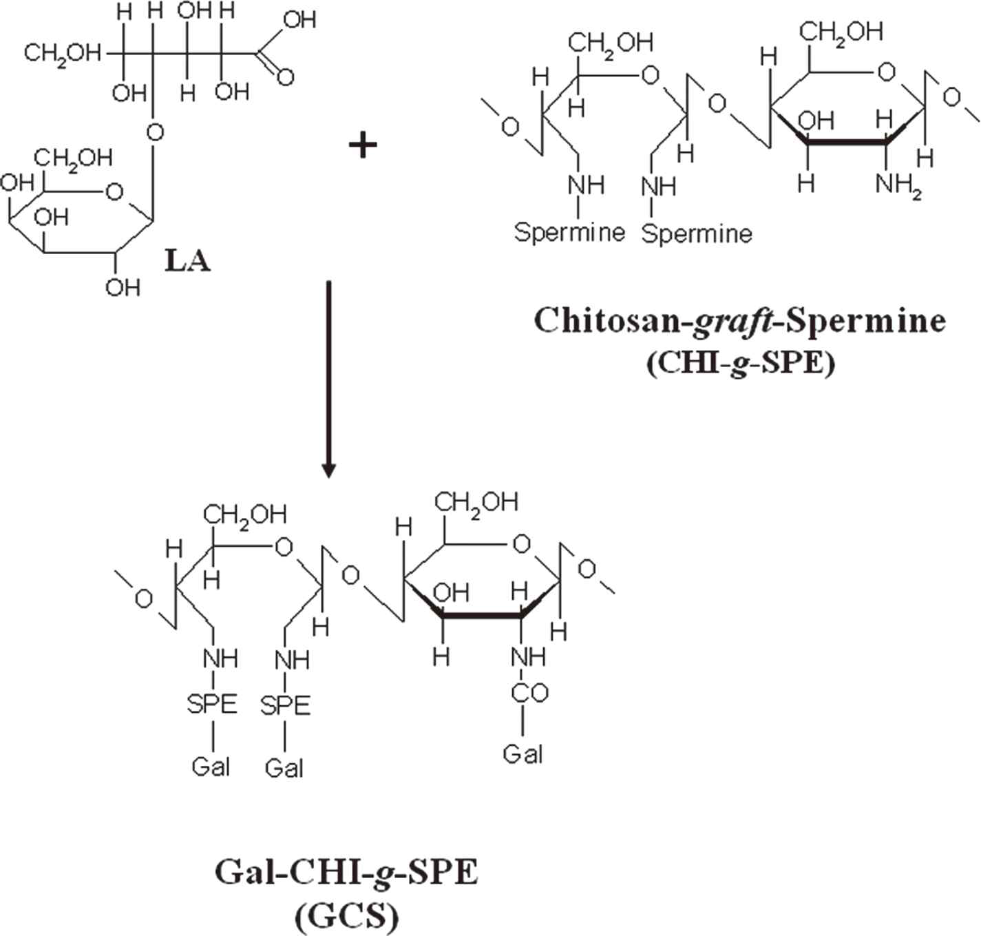 Gal-CHI-g-SPE(GCS) 합성도
