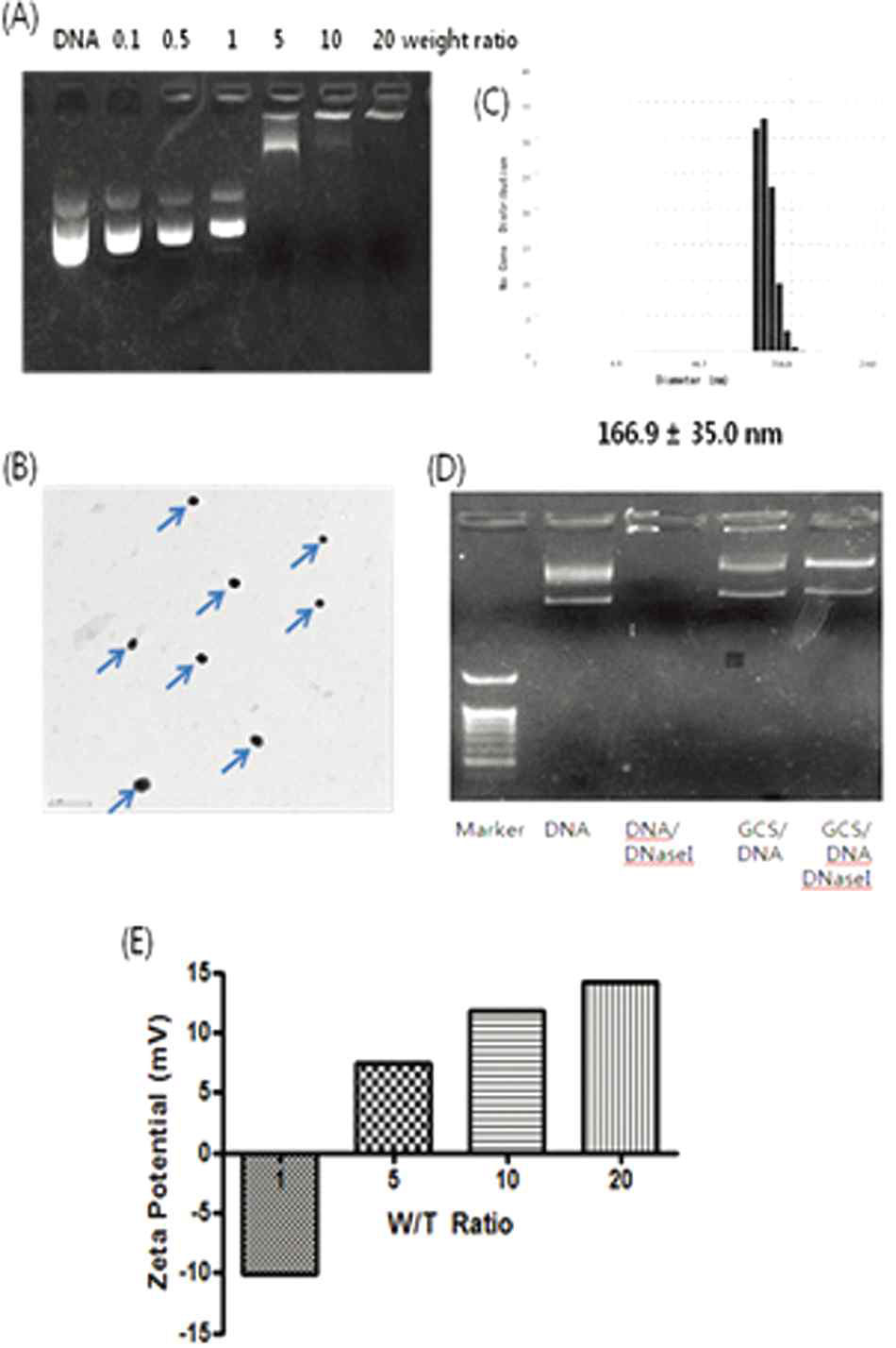 GCS의 물리화학적 특성조사 (a) 전기영동 (b) DLS (c) TEM (d) Protection assay (e) zeta potential