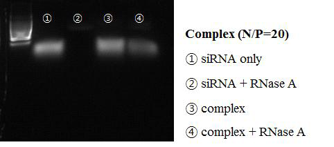 RNaseA를 이용한 유전자 보호능력 확인