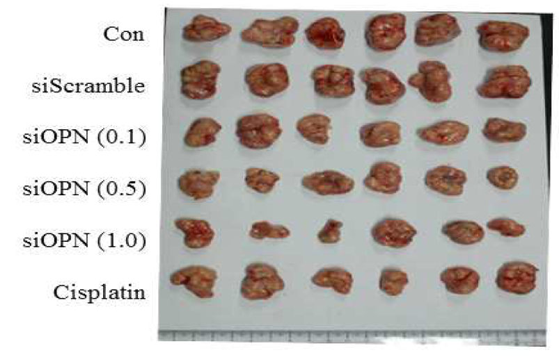 치료유전자 복합체 주사 4주 경과 후 tumor 크기