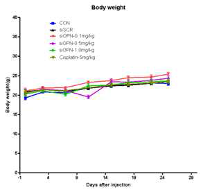 siOPN 투여 후 체중 변화.