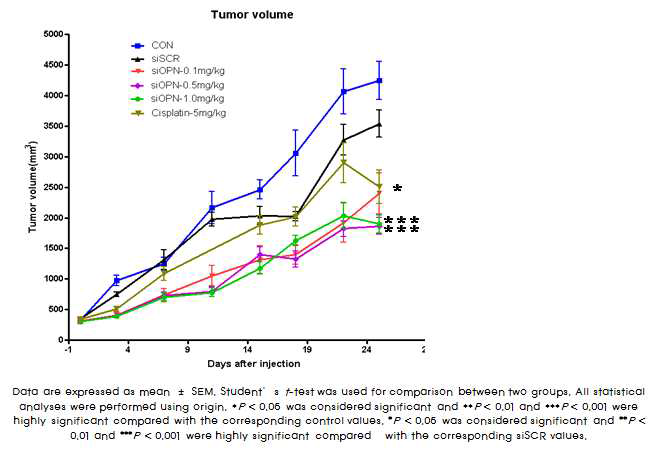 siOPN 투여 후 종양 부피의 변화.