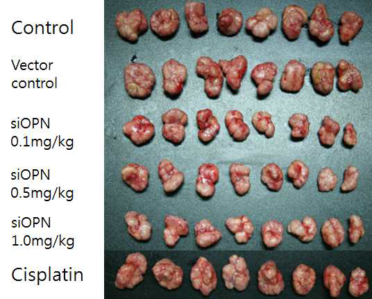 siOPN 복합체 투여 후 부검일에 적출한 종양의 비교.