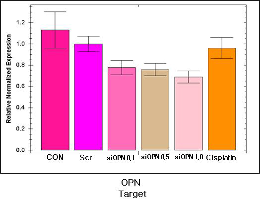 적출한 종양조직에서 RNA 수준의 OPN 발현량 비교.