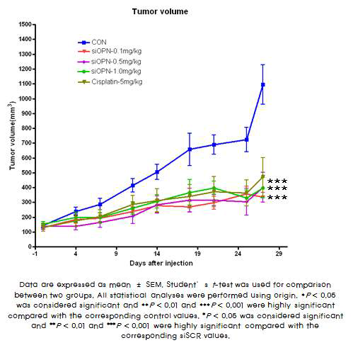 siOPN 투여 후 종양부피의 변화.