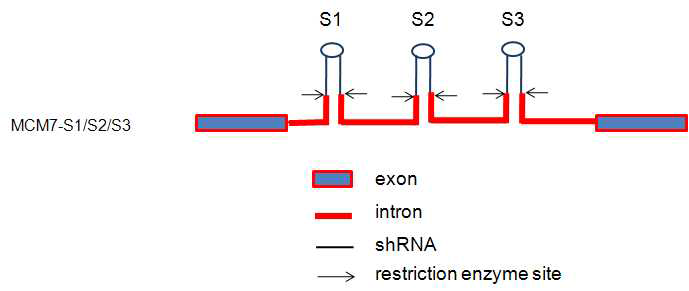 Polycistron-based shRNA expression plasmid