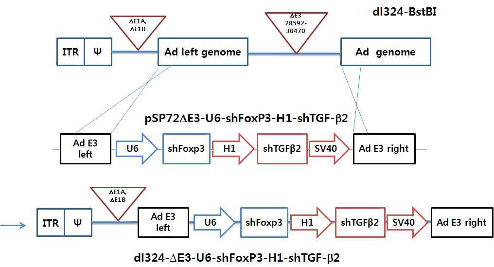 1단계 dl324-BstBI-△E3-U6-shFoxP3-H1-shTGFβ2 제작