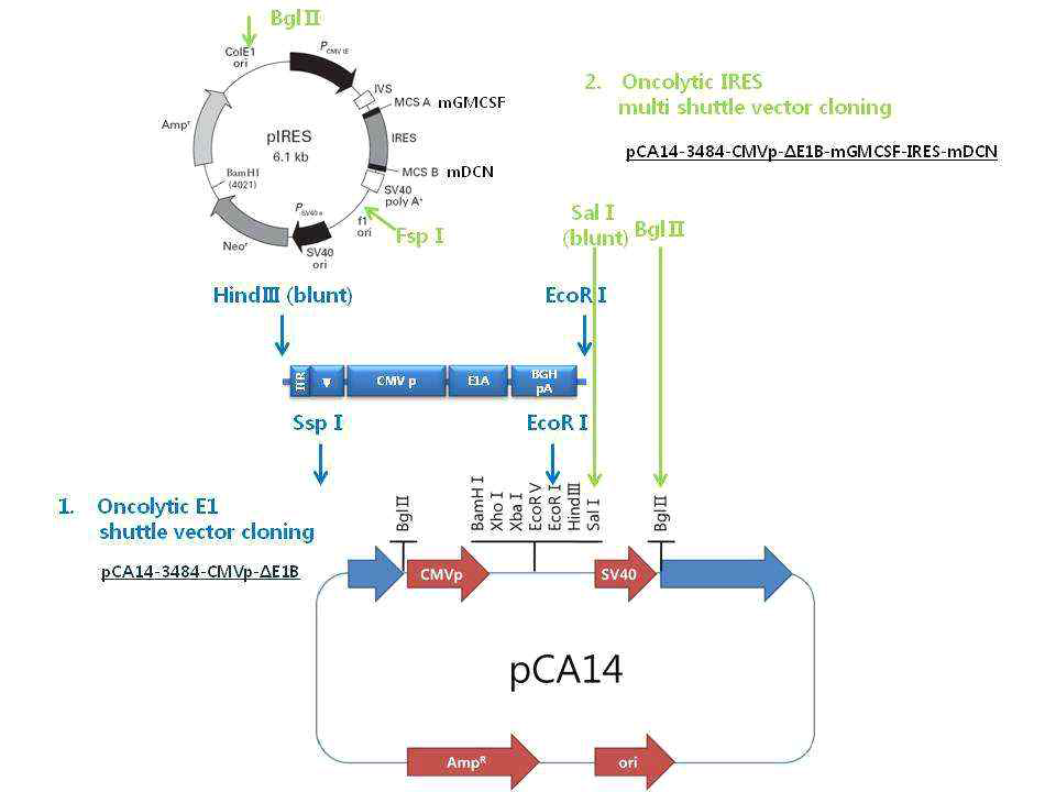 pCA14-3484-CMV-△E1B-mGMCSF-IRES-mDCN 셔틀벡터 제작