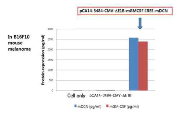 셔틀벡터에서 마우스 GM-CSF와 데코린의 발현확인