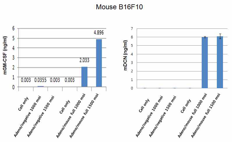 네가지 마우스 유전자를 발현하는 아데노바이러스에서 GM-CSF와 decorin 분비확인