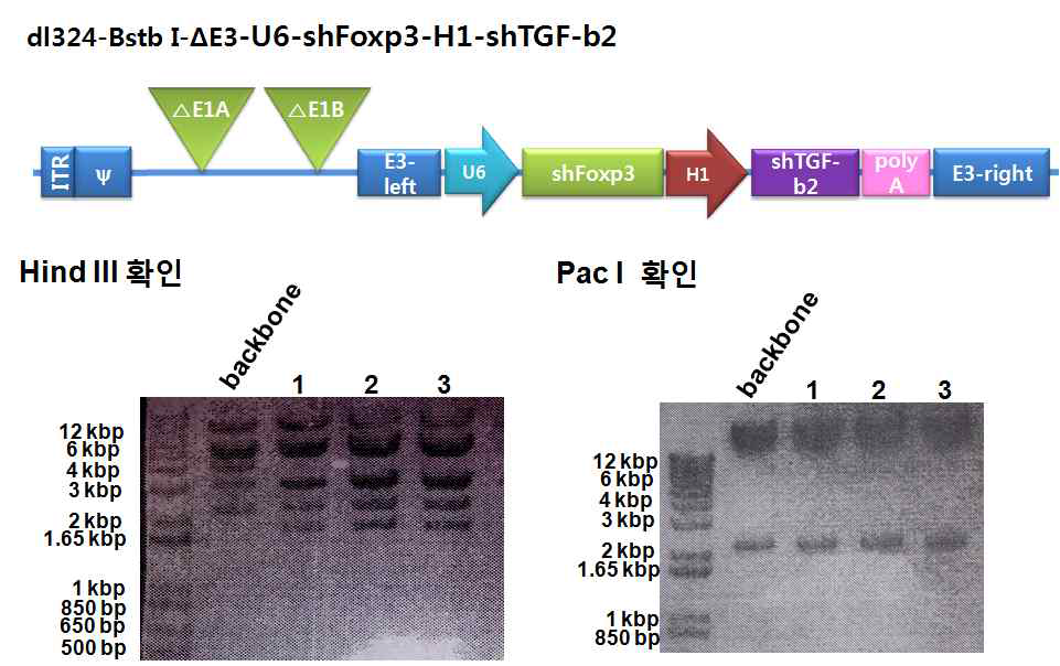 dl324-Bstb I-ΔE3-U6-shFoxp3-H1-shTGF-b2에서의 상동재조합 확인