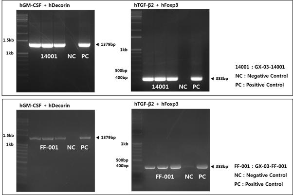 GX-03 특이적인 PCR 증폭 결과 (위) GX-03-FF-001 (아래) GX-03-1401) 결과