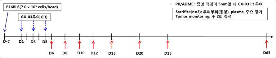 GX-03 반복 투여 PK/ADME 시험 계획