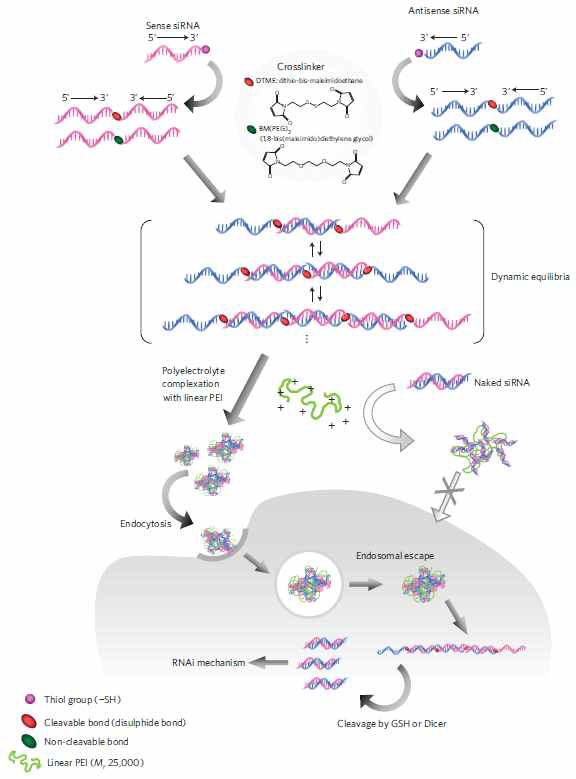 Multimeric siRNA