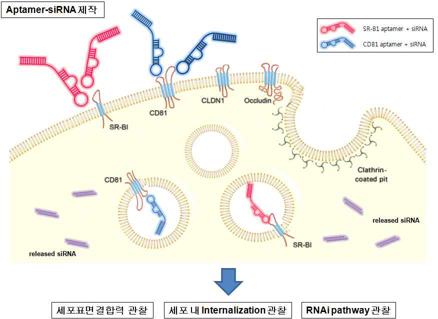 Aptamer-siRNA chimeric RNA 타겟 및 전달단계
