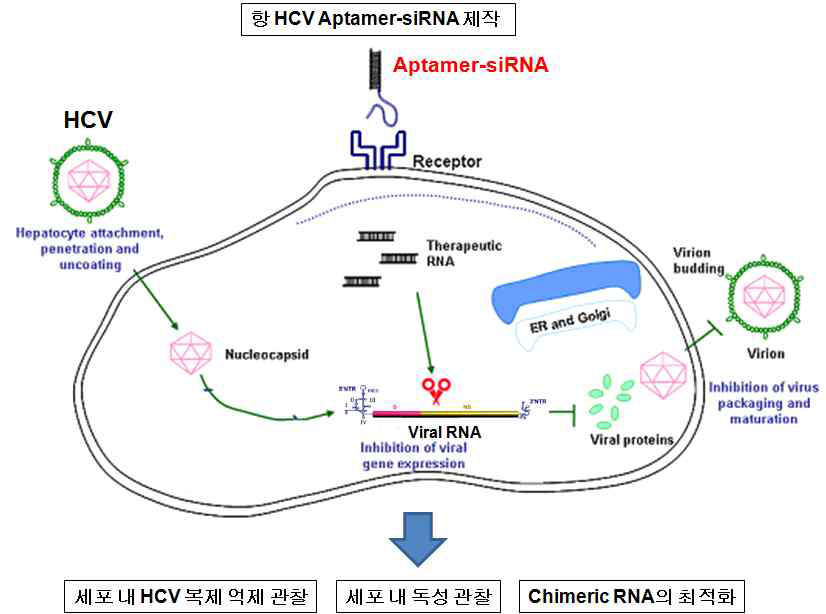 Aptamer-siRNA 복합체의 타겟 및 작용 모식도