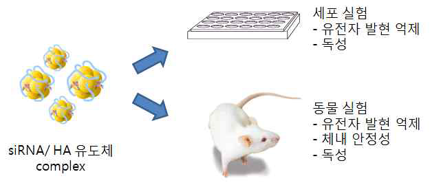 siRNA/HA 유도체 complex의 세포 및 동물 실험 평가 모식도