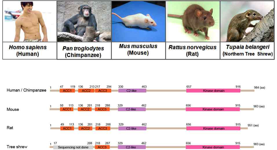 HCV 복제가 가능 한 영장류 및 설치류 동물 에서의 PRK2 유전자 구 조.