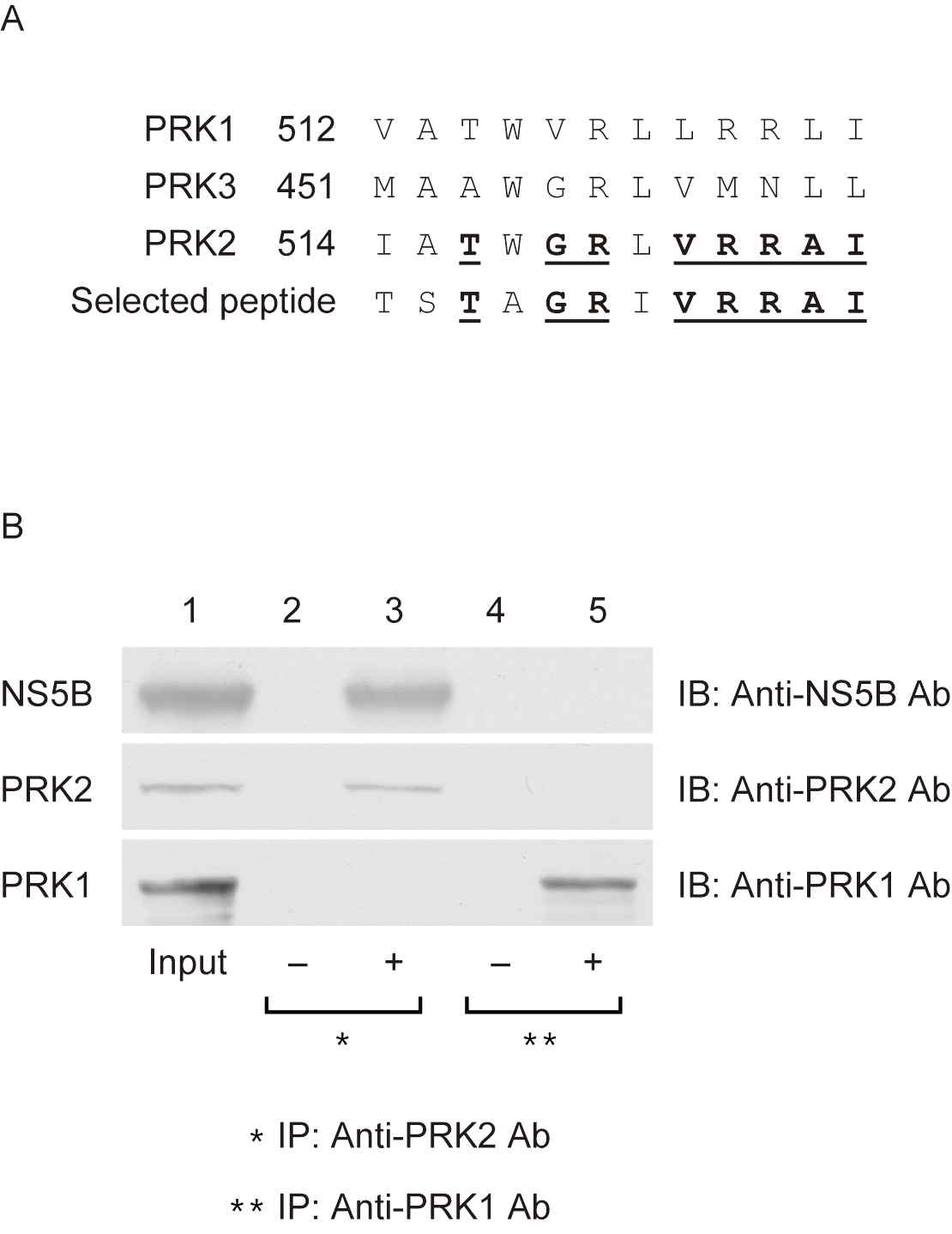 HCV 복제효소와 PRK2의 특이적 binding 분석. PRK1과 PRK2에 대한 특이적 항체로 이들 단백질을 각각 면역침강 후 이와 같이 결합하여 HCV 복제효소인 NS5B단백질이 침강되는 지는 Western blot으로 분석한 결과