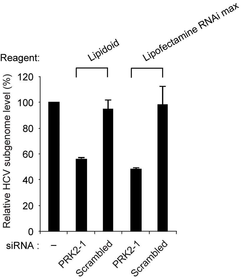 HCV subgenomic replicon이 복제되고 있는 Huh7 간암세포주에 PRK2-1 siRNA를 lipofectamin RNA iMax 혹은 리피도이드 ND98을 사용 하여 10 nM 최종농도로 전달한 결과 48시간 뒤 50%정도의 HCV 복제억 제 효과를 나타냄을 볼 수 있었음