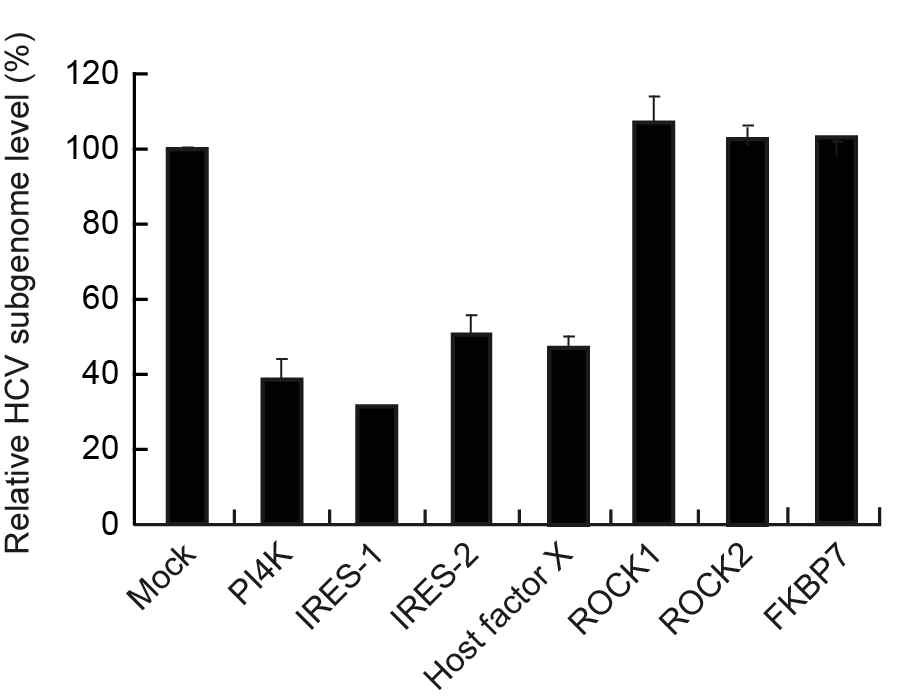신규 타겟에 대한 siRNA의 항-HCV 효능을 10 nM 농도로 lipofectamine을 사용하여 전달 후 분석 함