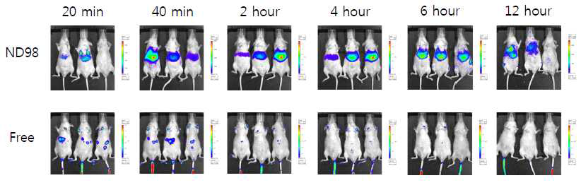 생체 전달용 리피도이드(ND98) 제형을 이용한 리포터(luciferase) 단백질 전달