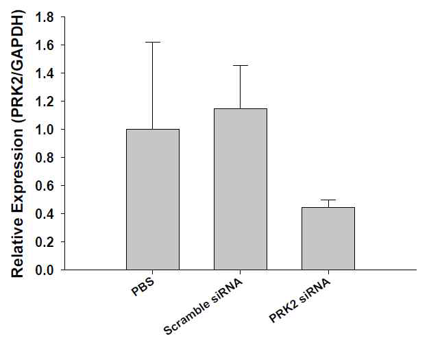 리피도이드(ND98)를 이용하여 소동물 모델 (쥐)의 간 조직으로 PRK2 siRNA를 전달한 후 측정된 PRK2 발현양 비교(siRNA 투여량; 5 mg/kg body weight, siRNA 전달 후 2일째 측정).