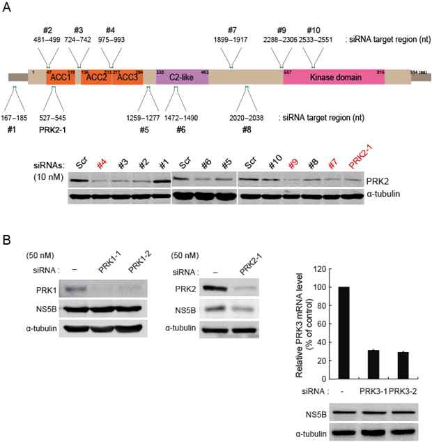 (A) PRK2 유전자 개요 및 siRNA 타겟 부위. (B) siRNA를 간암세포주인 Huh7에서 HCV 가 복제되고 있는 R-1 세포주(HCV 구조단백질이 결손된 HCV subgenome을 지닌 stable 세포주)에 lipofectamin RNA iMAX를 사용하여 PRK2 타겟 siRNA를 각각 10 nM 최종 농도로 전달한 뒤 48 시간 뒤 PRK2의 발현정도 및 HCV NS5B 발현양 을 Western blot으로 분석한 결과임.