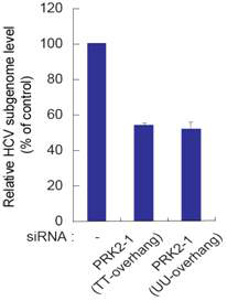 HCV 복제 세포주 에서의 PRK2 siRNA의 항바이러스 효능 분석.