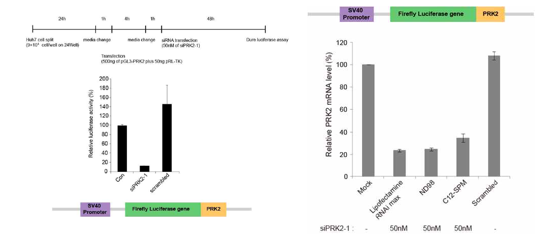 Huh7 간암 세포주에 PRK2-1 siRNA를 lipofectamin RNA iMax(좌측) 혹은 그림에 표시한 1차 선 별된 전달능이 우수한 리피도이드(ND98, C12-SPM)를 사용하여 PRK2 siRNA의 리포터 발현 억제효과를 분석함. 비특이적 siRNA인 scrambled siRNA를 전달한 대조군 및 mock 대조군과 비교 시 리포터 발현을 50-80% 억제함을 볼 수 있었음(우측).