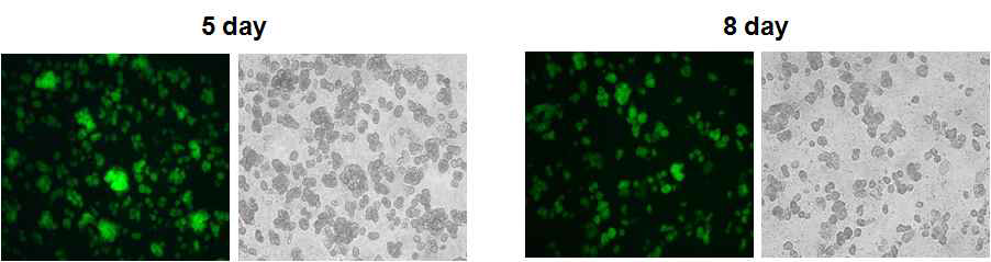 분리된 쥐 간세포에 electroporation으로 GFP 발현벡터를 도입하고 collagen coating된 plate에서 배양 후 형광현미경으로 이미지를 분석한 결과. 분리된 간세포는 in vitro에서 증식은 되지 않으나 지속적으로 GFP 형광을 2주간 유지함으로 볼 수 있었음. 이미지는 transfection 후 5일 및 8일째 세포