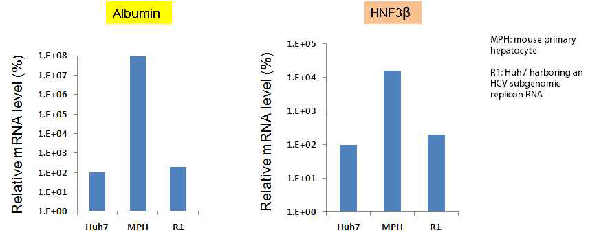 분리된 마우스 primary hepatocyte를 2주 이상 세포배양하며 간세포기능이 유지되고 있는지 확인하 기 위해 albumin 생산여부와(좌측) 간세포 특이적 전사인자인 HNF3beta 발현을(우측) RT-PCR로 분석한 결과 인간간암세포주인 Huh7과 이로부터 유래한 HCV subgenmic replicon를 함유하고 있는 stable cell line R1 보다 마우스 primay hepatocyte에서 이들의 발현이 현저히 높음을 볼 수 있었음. 분리된 간세포가 정상적 기능을 유지하고 있음을 보여주는 결과 임.
