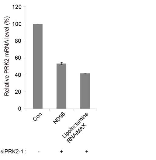 리피도이드 ND98로 mouse primary hepatocyte에 도입된 PRK2 siRNA의 타겟 유전자 발현 억제 효능 평가.