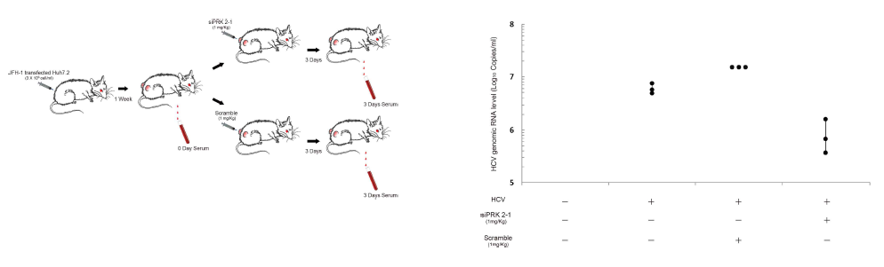 마우스 xenograft 모델에서 siPRK2-1의 항-HCV효능 분석