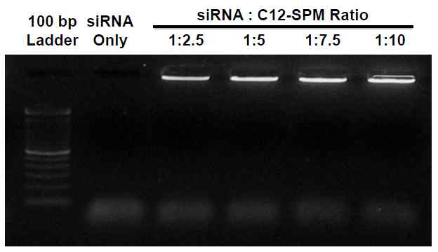 리피도이드 유도체(C12-SPM)와 siRNA의 복합체 형성 확인(전기영동분석)