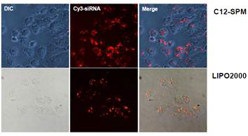 C12-SPM 유도체를 이용한 형광물질 (Cy3)로 표지된 siRNA 전달 이미징 분석